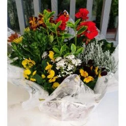 Composition De Plantes D'extérieures Aux Couleurs Chaudes